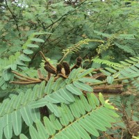 Mimosa pigra L.